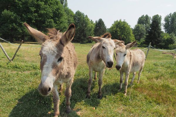 Camping La Ferme De Perdigat — photo 8